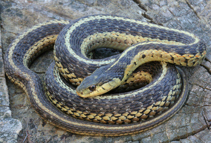 Eastern Garter Snake